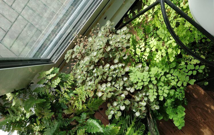 maidenhair fern bathroom shelf window light