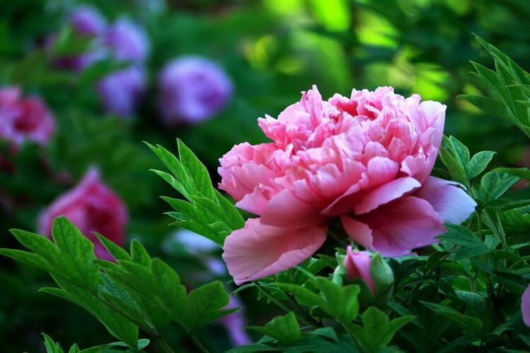 Chinese peony gifting hands