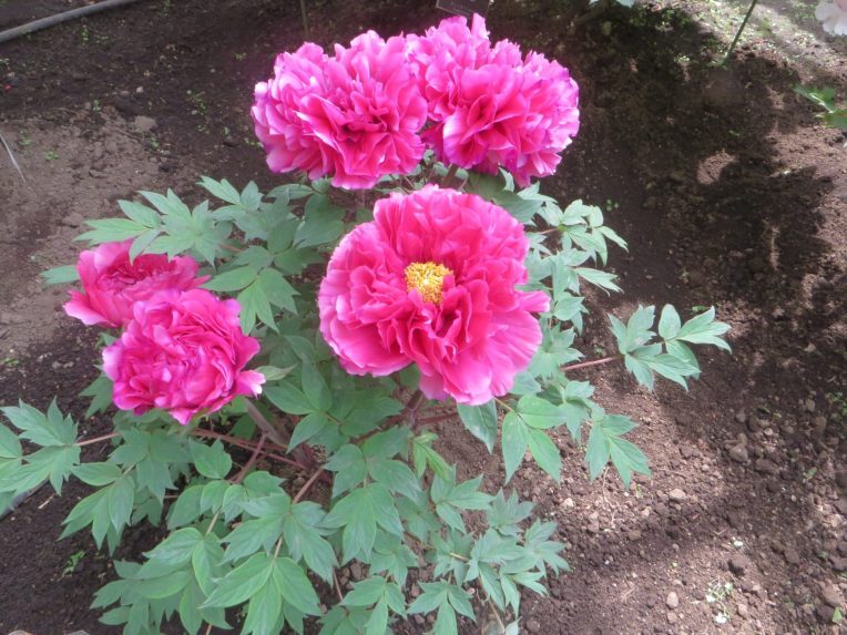 Chinese peony vs tree peony