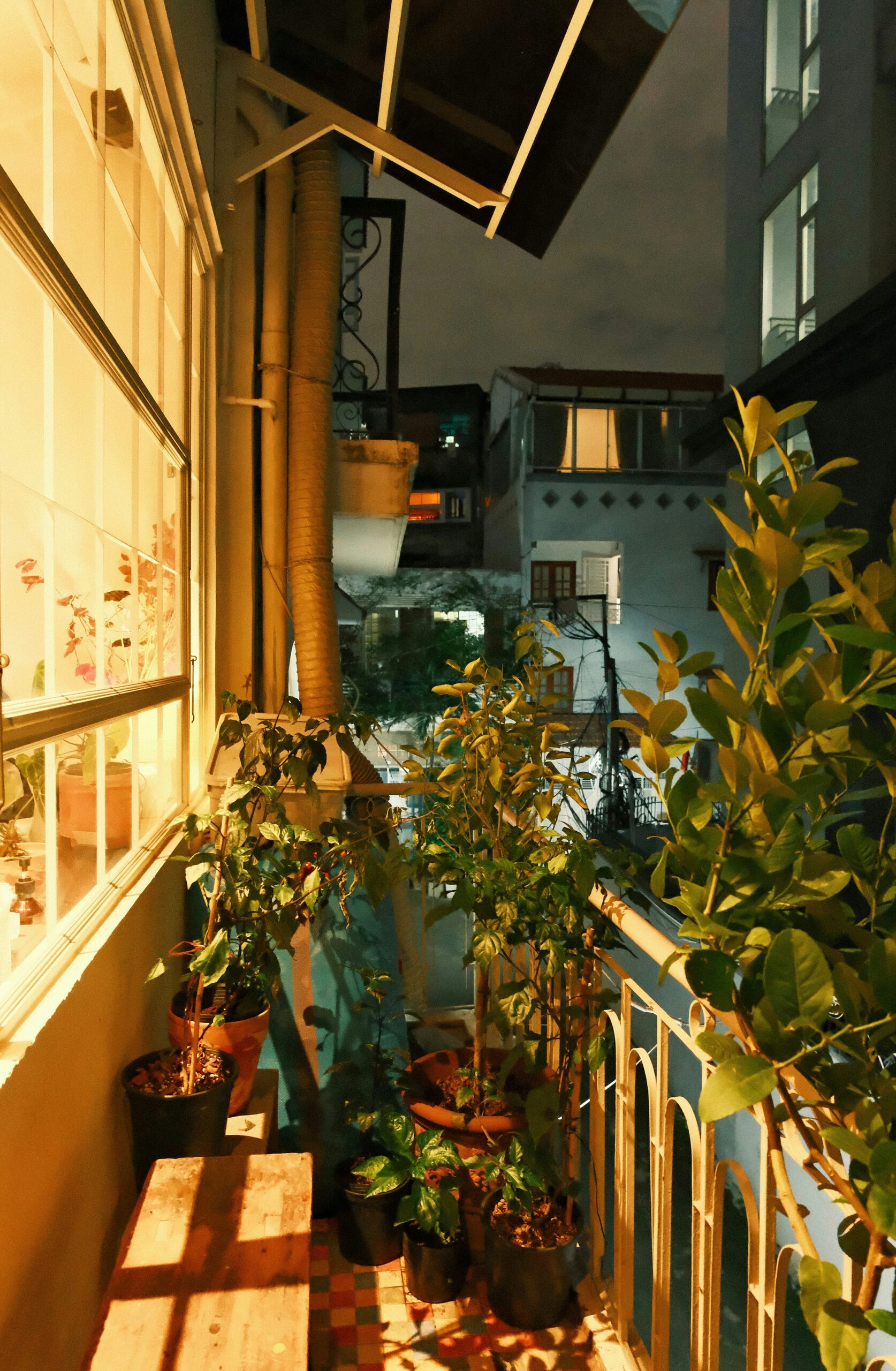 Chinese peony potted balcony sunlight