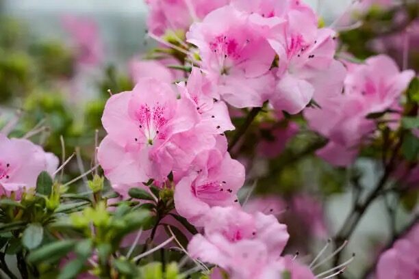 开到春节不掉蕾：比利时杜鹃的“三怕四招”保花期攻略
