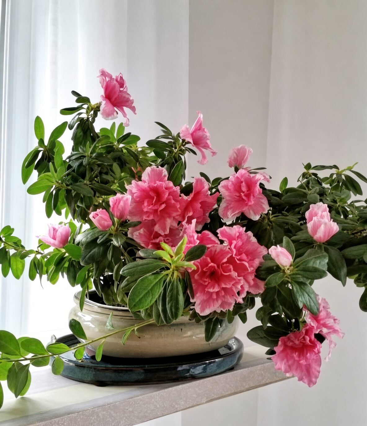 Belgian azalea east window light