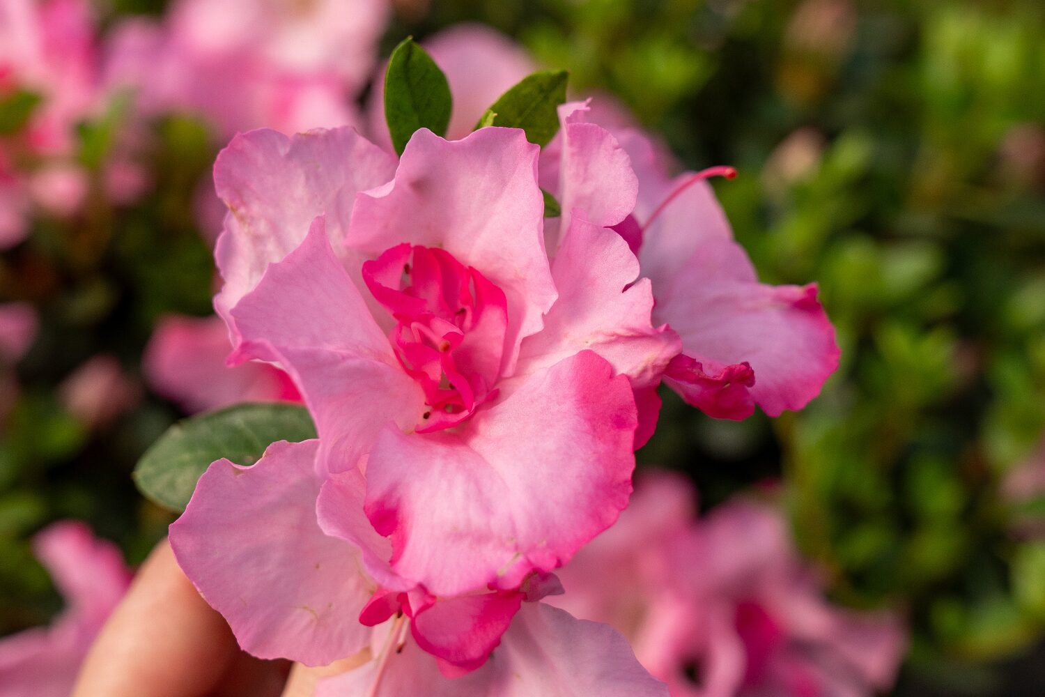 Belgian azalea watering close-up