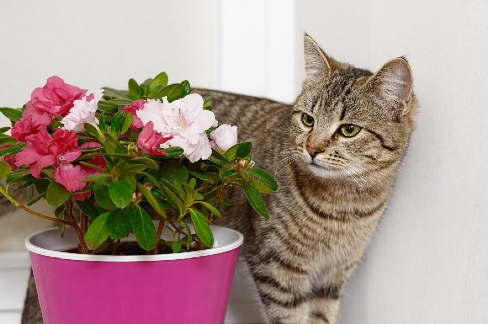 Belgian azalea near heater