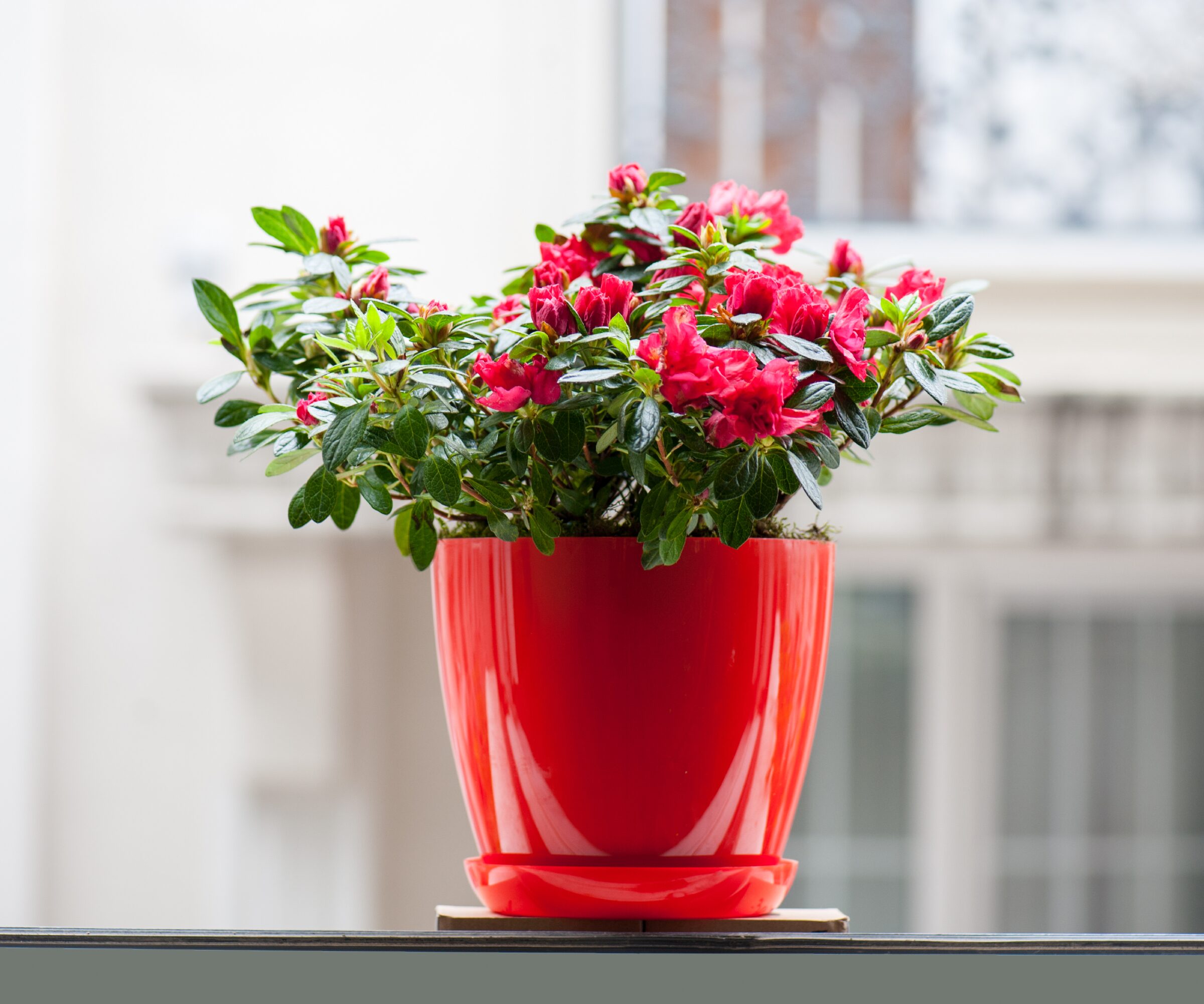 Belgian azalea windowsill bright light