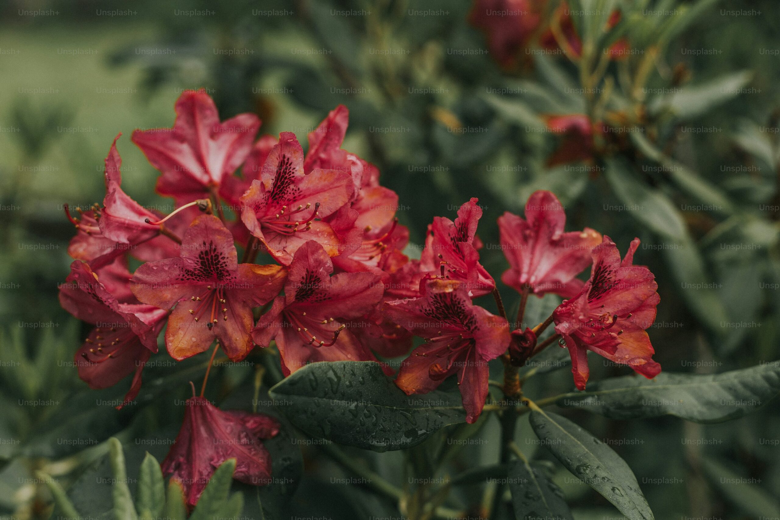 Belgian azalea soil moisture check