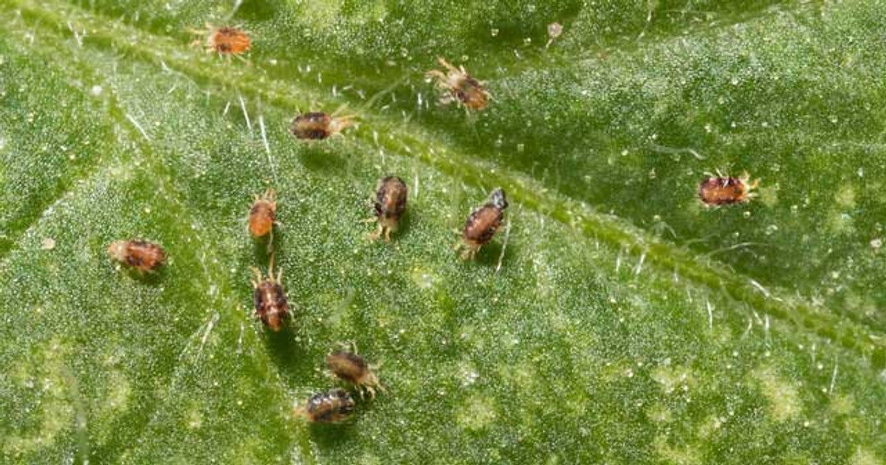azalea leaf spider mites close-up