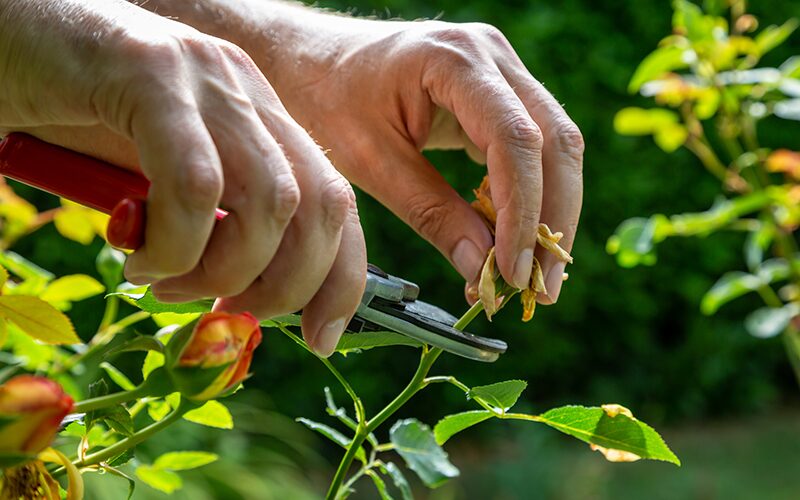 Belgian azalea deadheading shears