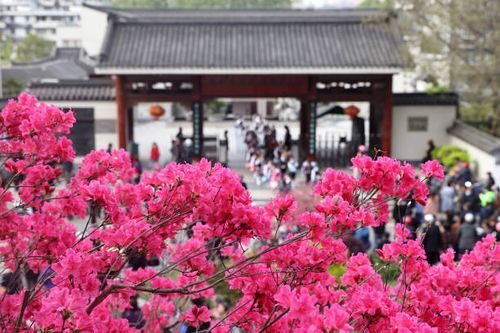 Belgian azalea Chinese New Year decor