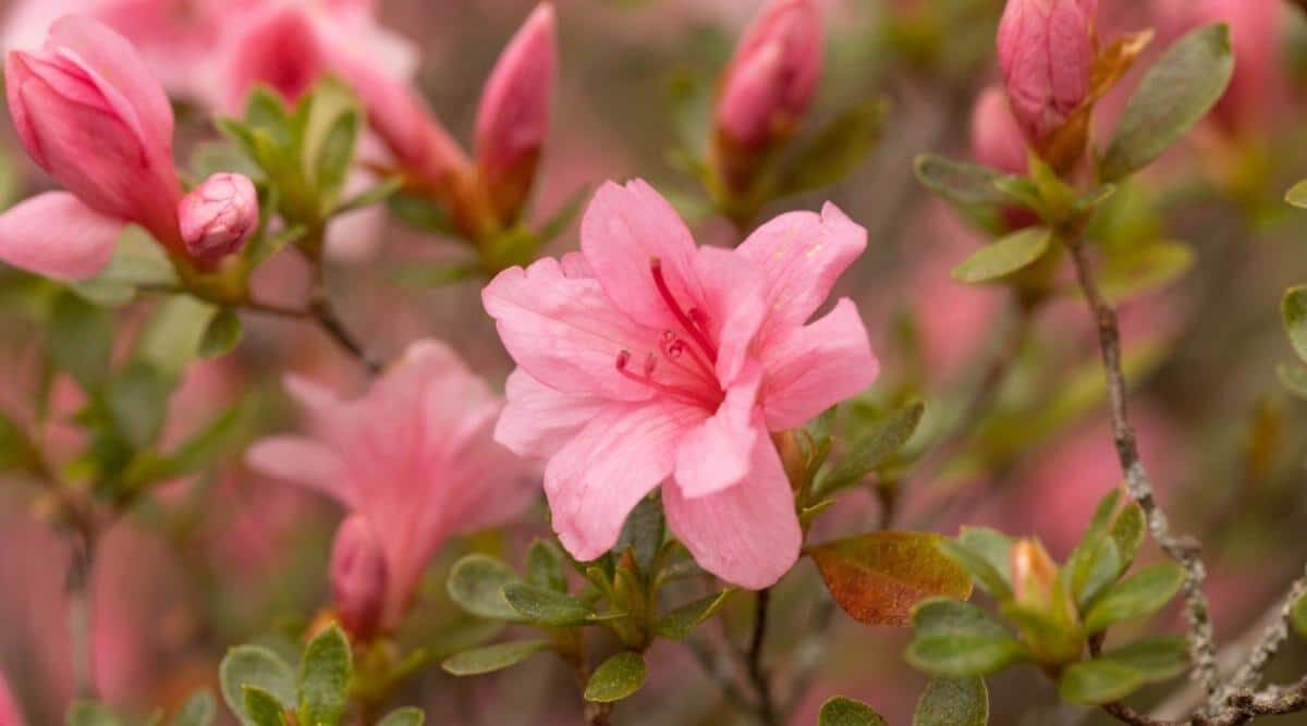 Belgian azalea flower close-up