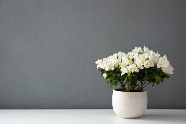 Belgian azalea red white ceramic pot