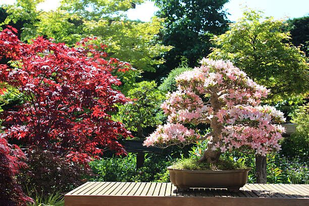 Belgian azalea grouped planter moss