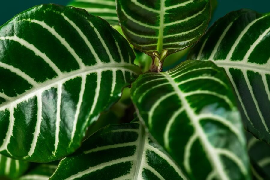 zebra plant leaf veins close-up
