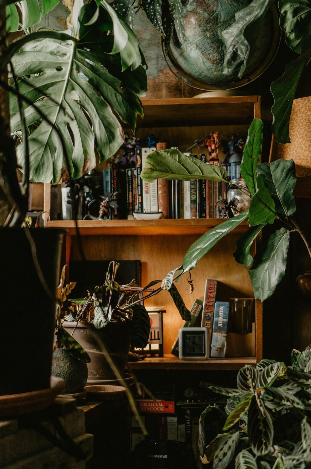 zebra plant bathroom window shelf