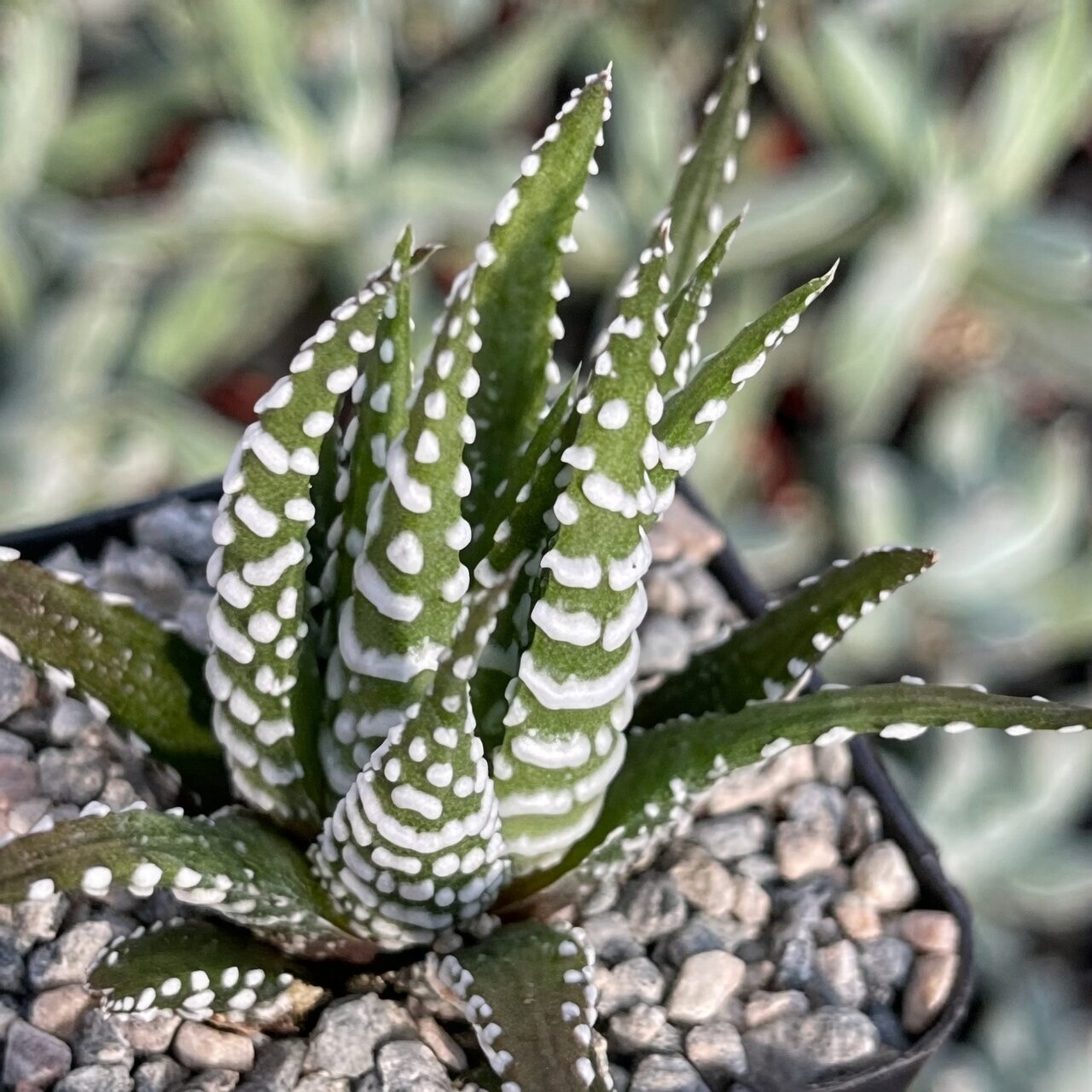 zebra plant cutting roots close up