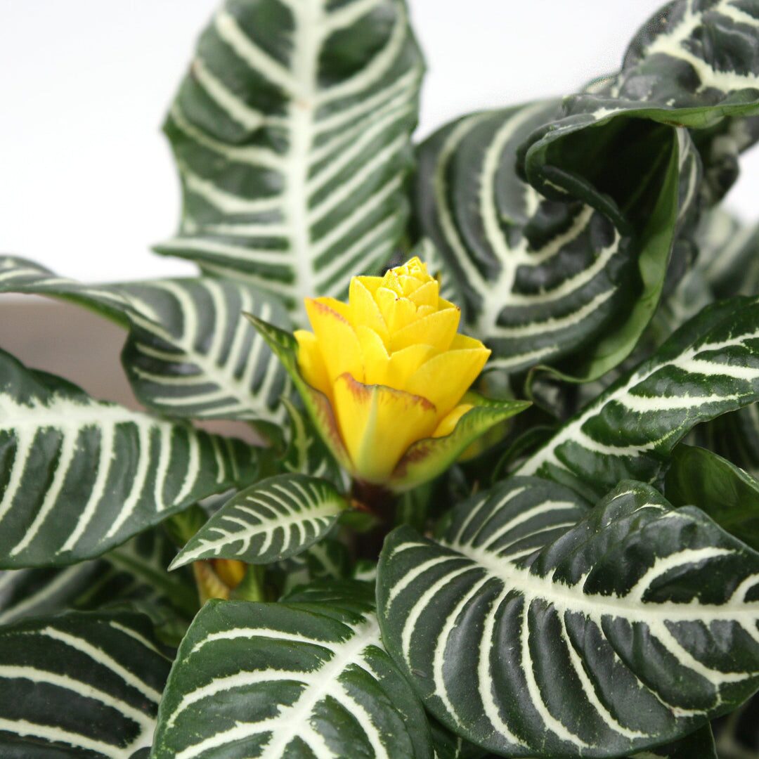一年四季怎么养？斑马花养护日历（温度线和浇水节奏全标注）