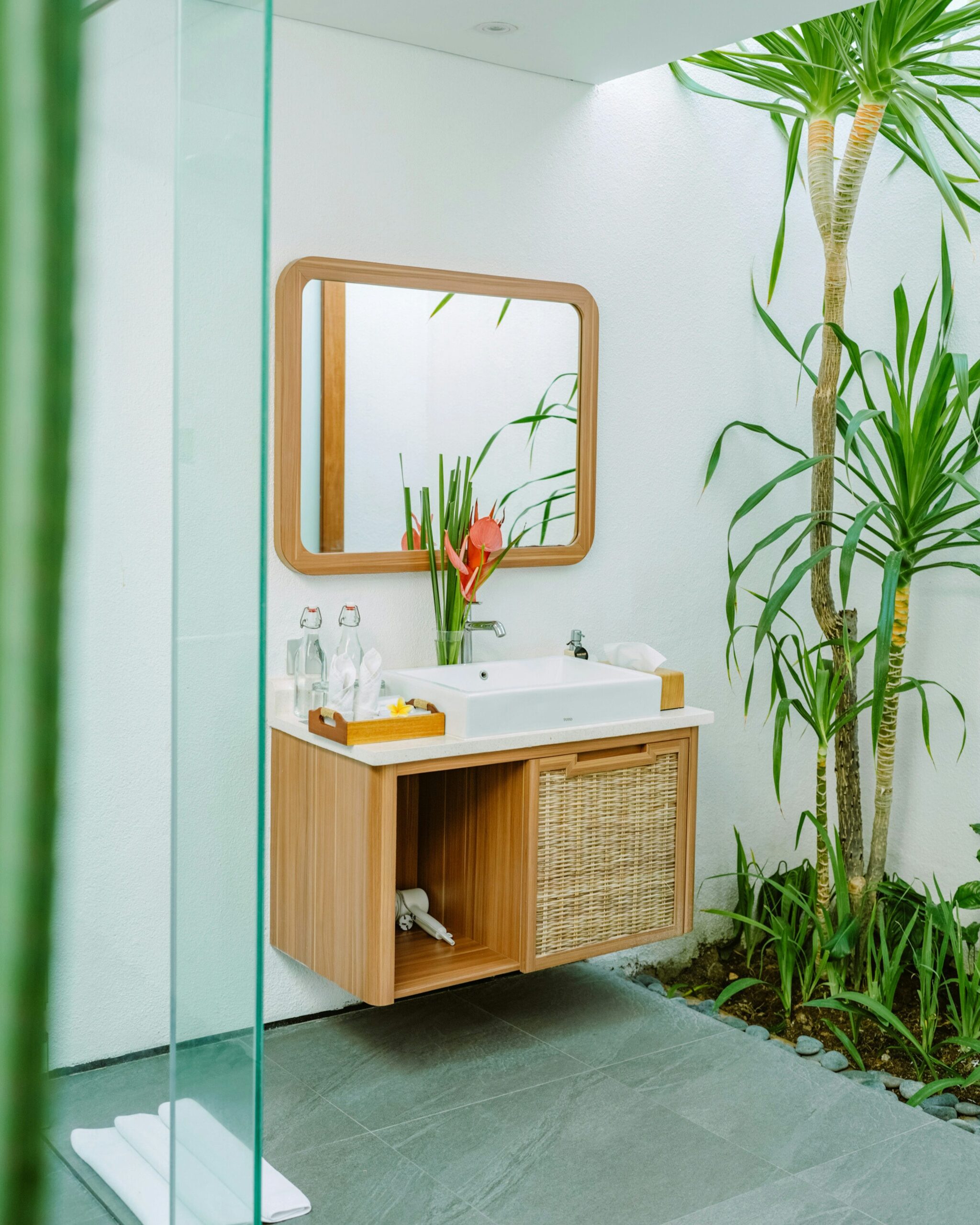 zebra plant bright bathroom humidity
