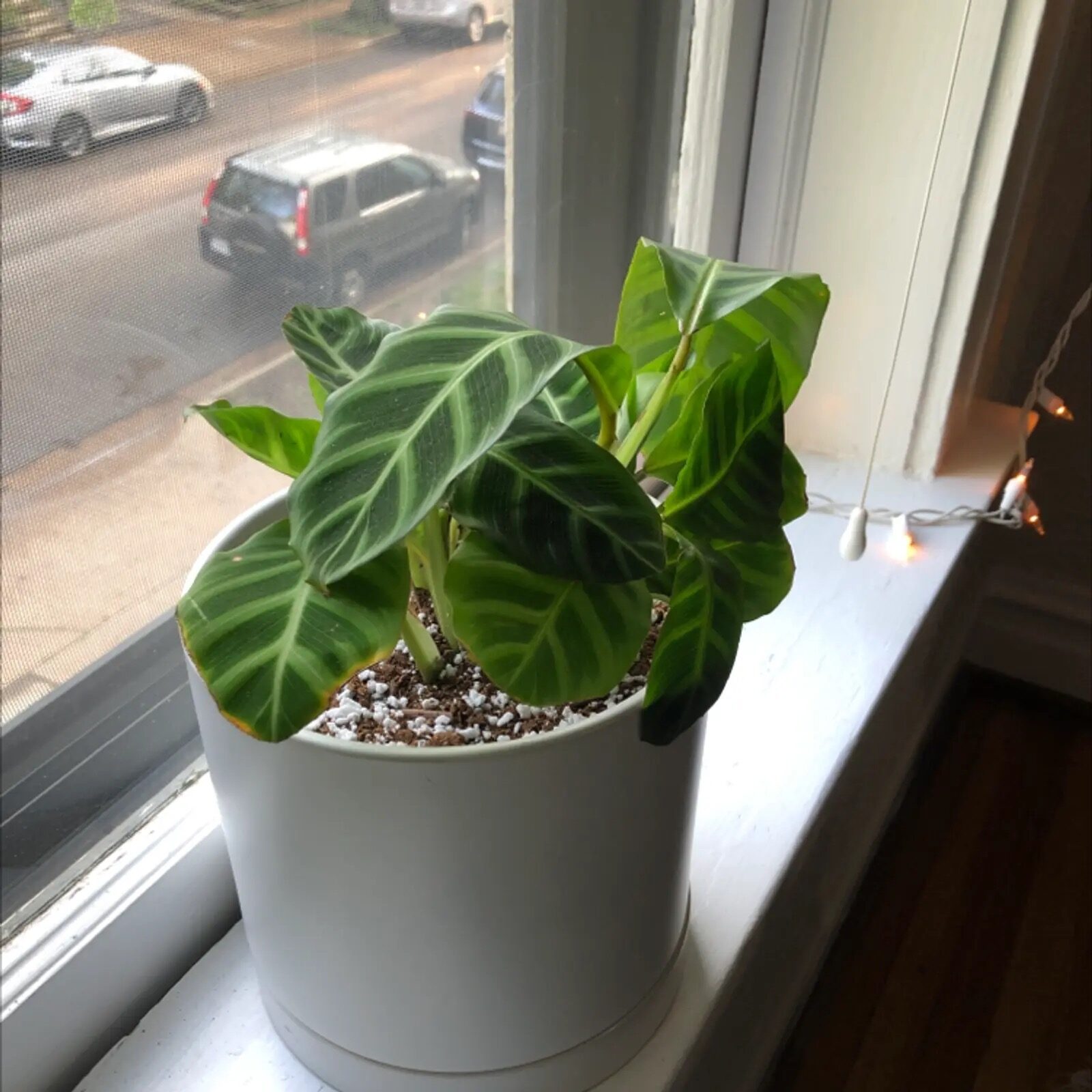 zebra plant south window thermometer