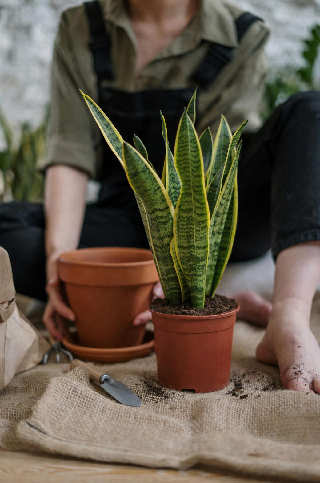 zebra plant repotting perlite mix