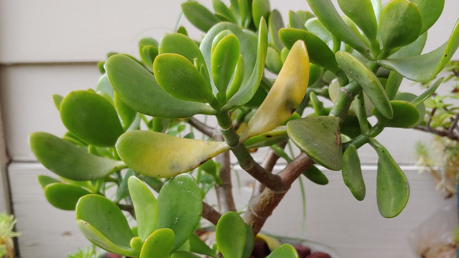jade plant stem base rot close-up