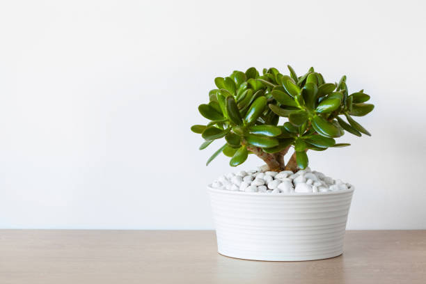 jade plant root pruning on table