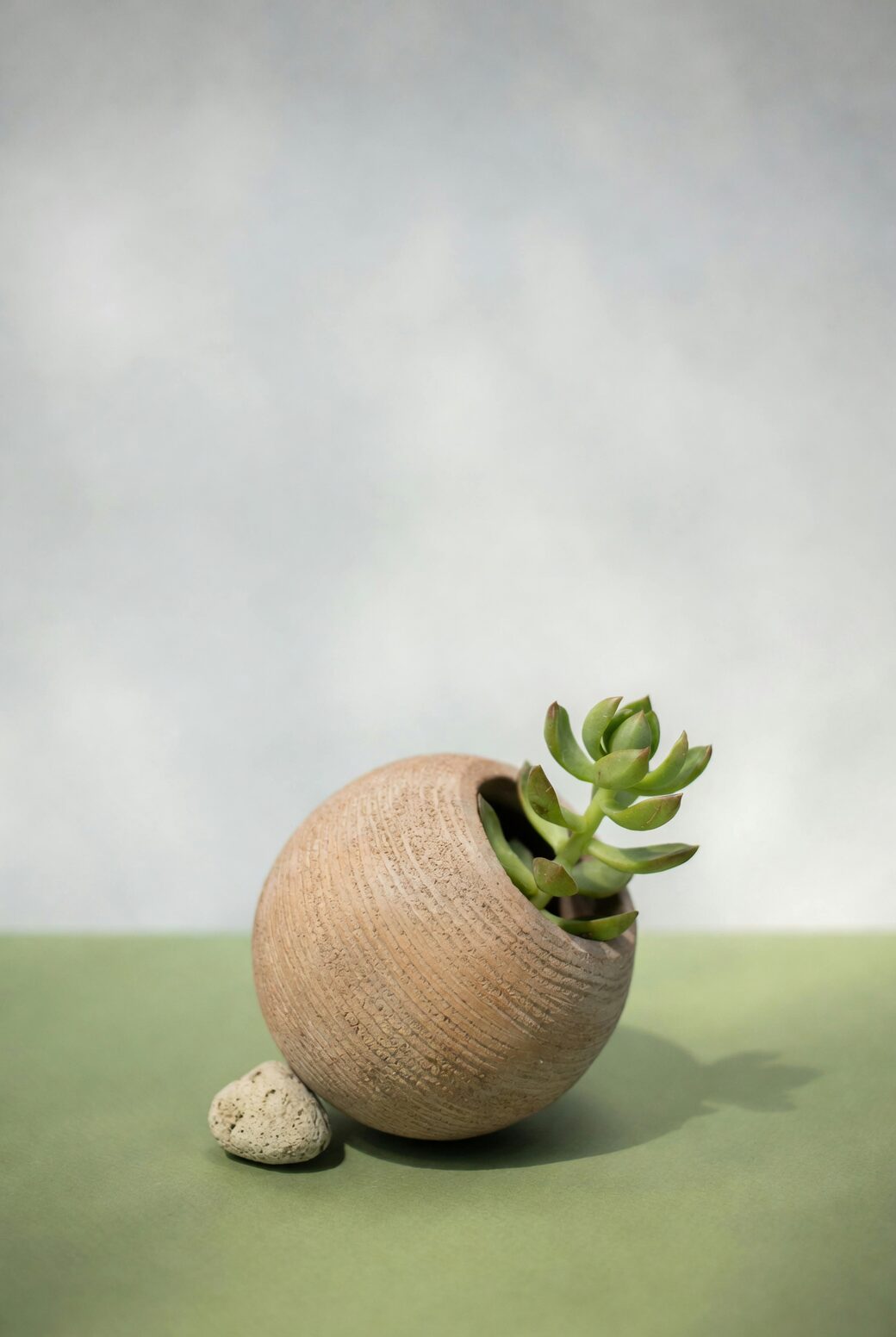 jade plant rocky coastal habitat