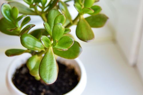 jade plant succulent leaf close-up