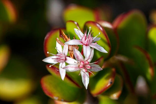 jade plant white star flowers