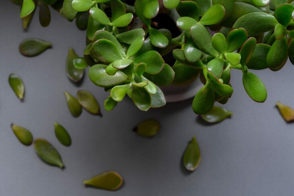 jade plant leaf close-up red edges