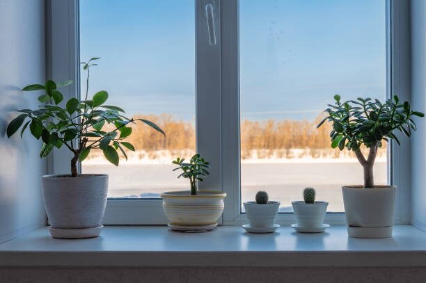 jade plant glass cabinet with cat