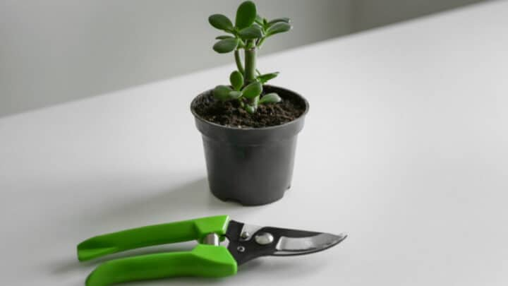 pruning jade plant with gloves