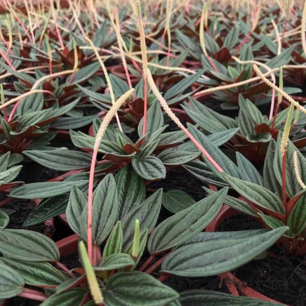 peperomia caperata leaf close-up flower spike