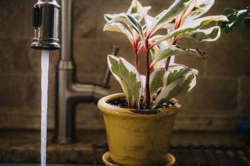 peperomia caperata with haworthia on kitchen counter