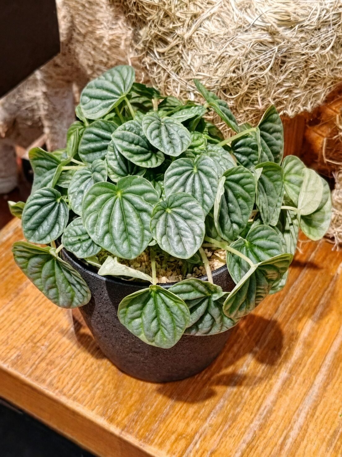 peperomia caperata red and green on table