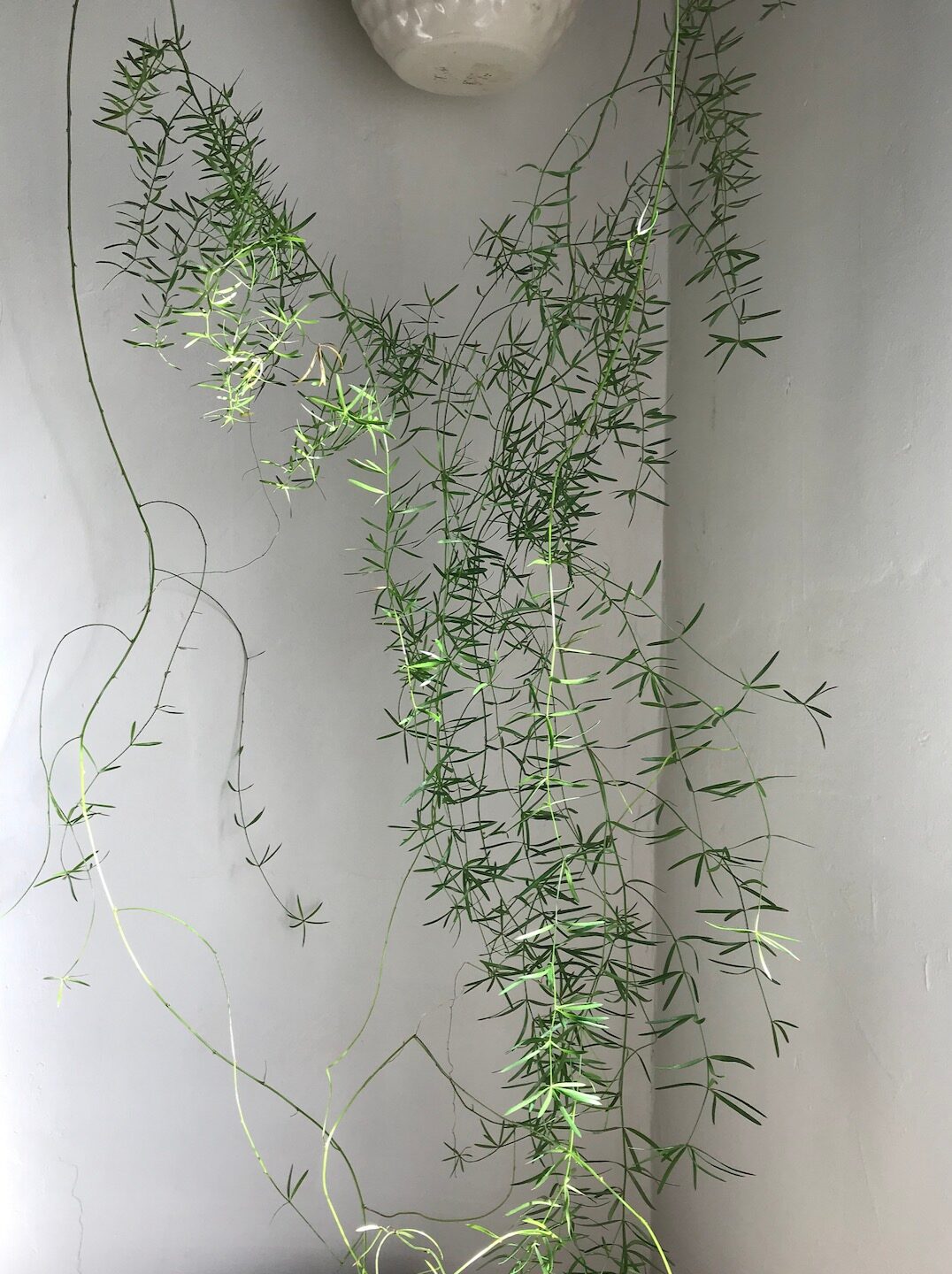 asparagus fern on bookshelf
