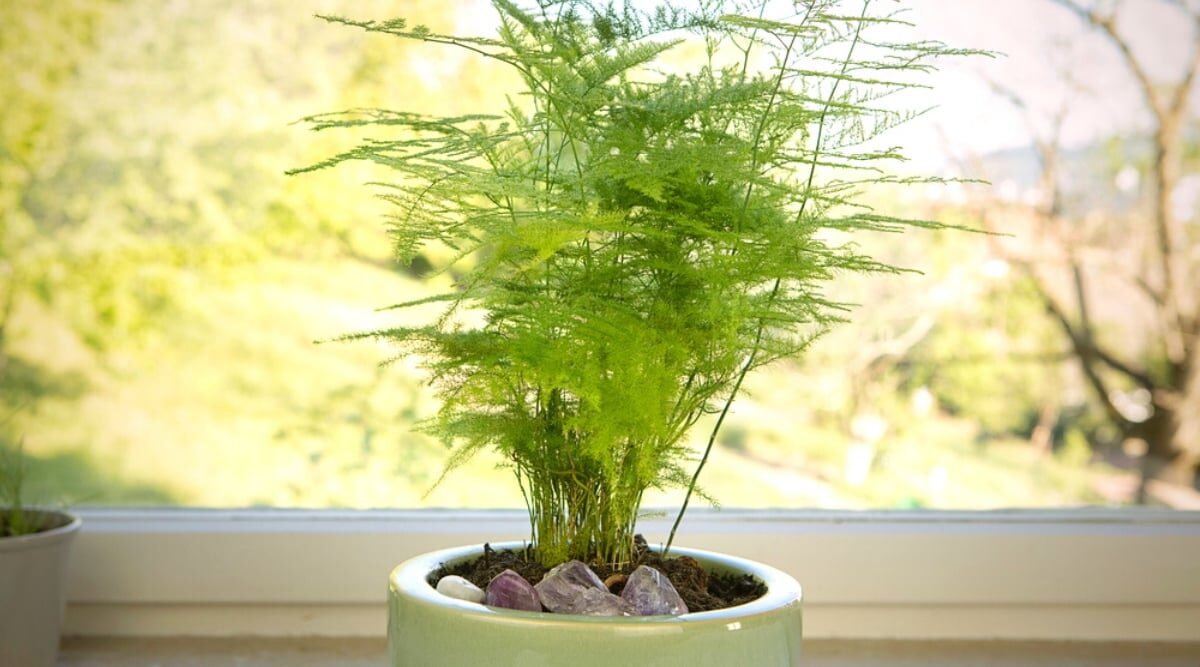 asparagus fern east window