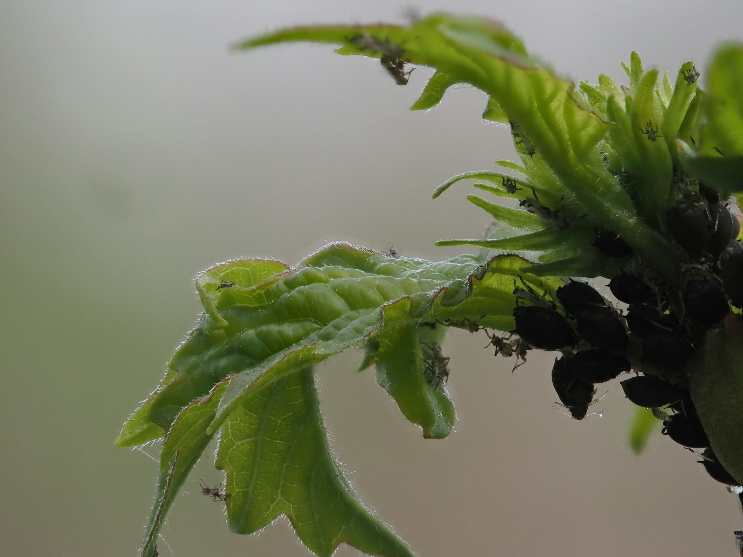nemesia leaf aphids close-up