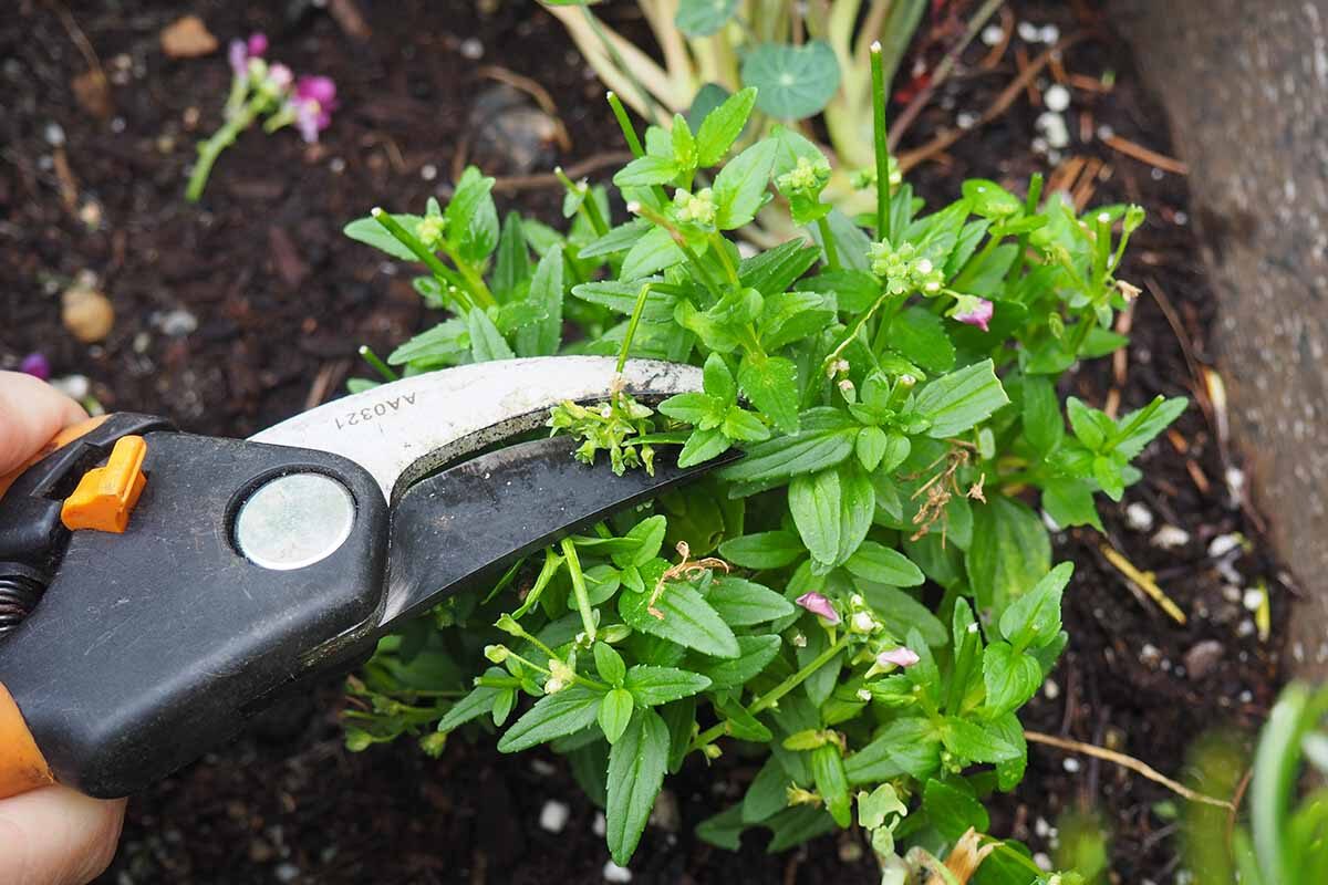 nemesia leaf underside spraying