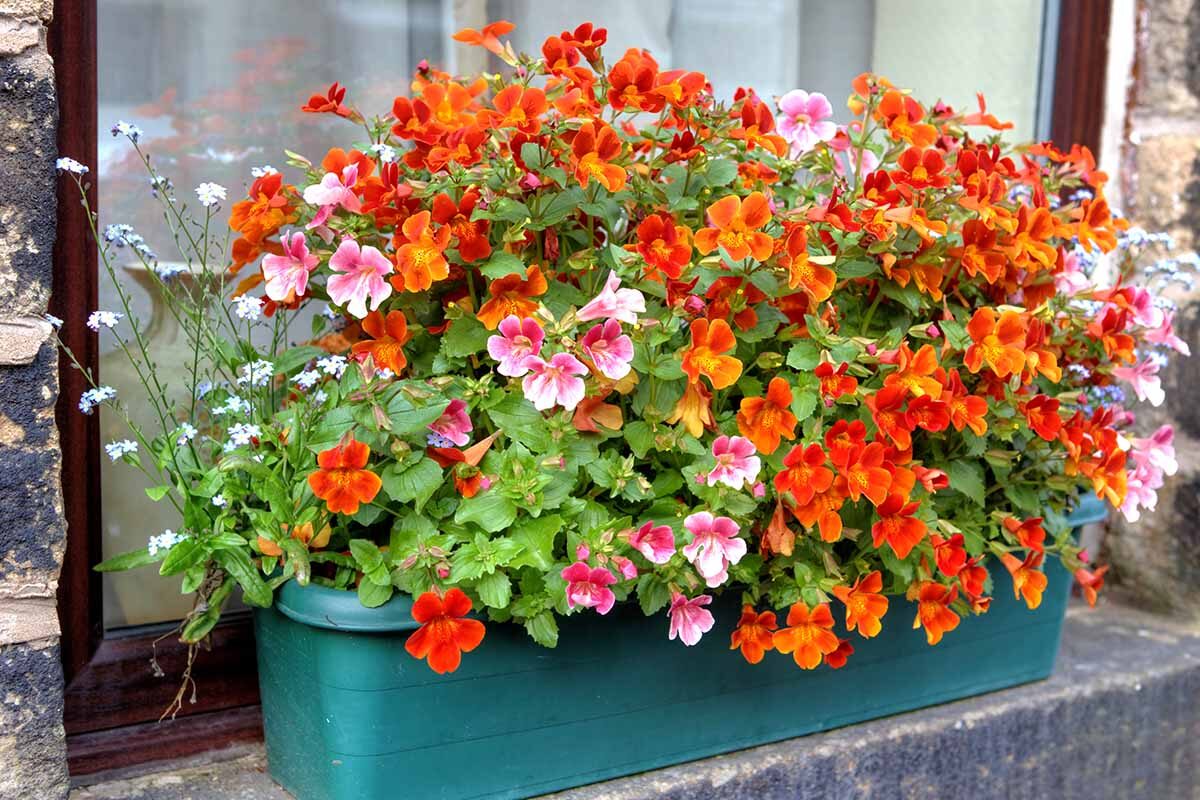 nemesia flower box spacing top view