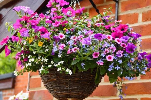 nemesia hanging basket cascade