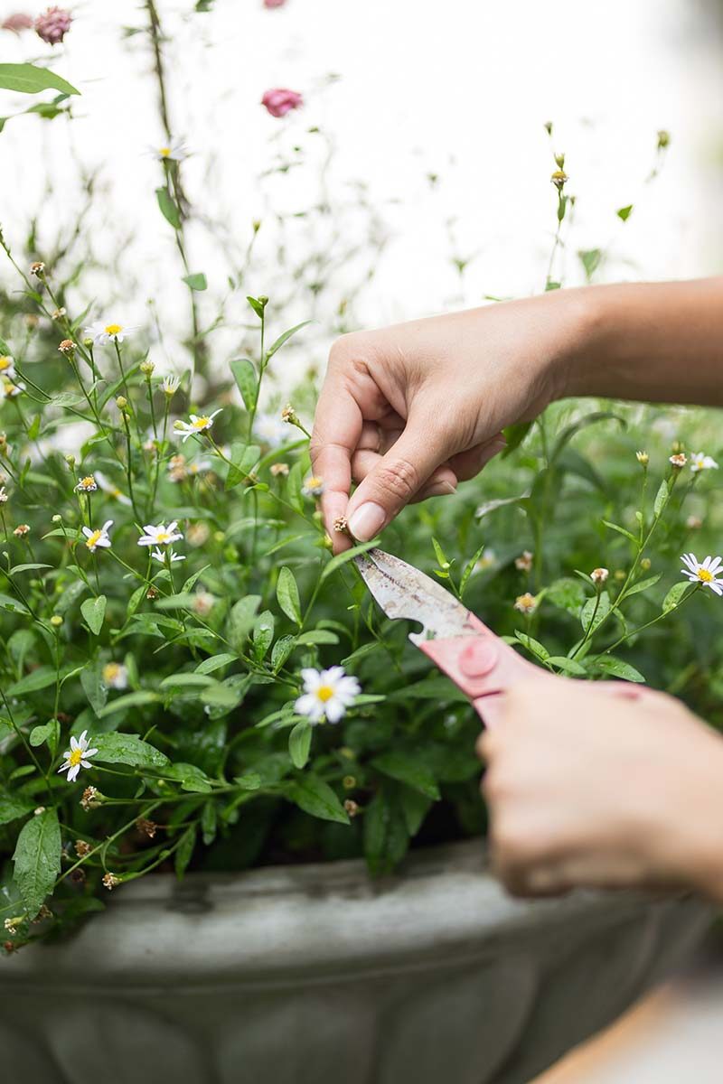 nemesia deadheading hand close-up