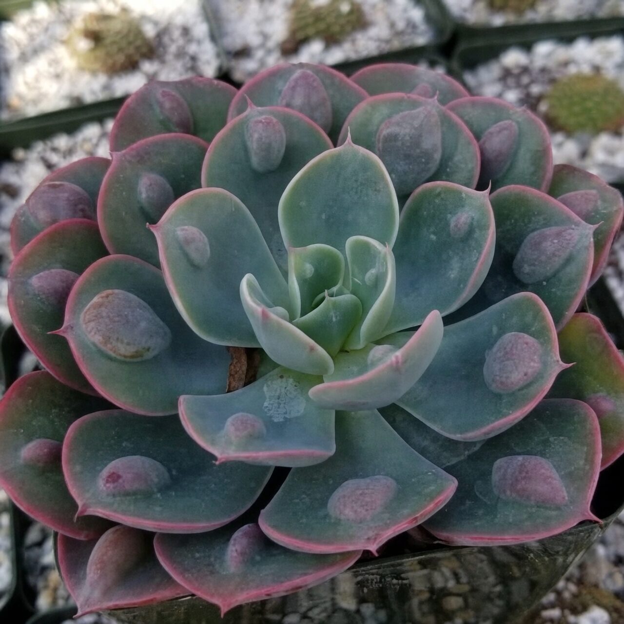echeveria rosette red edges close-up