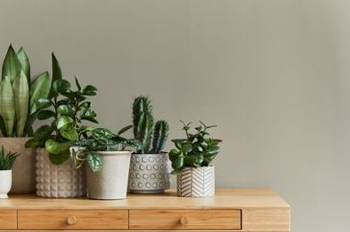 echeveria on high wall shelf