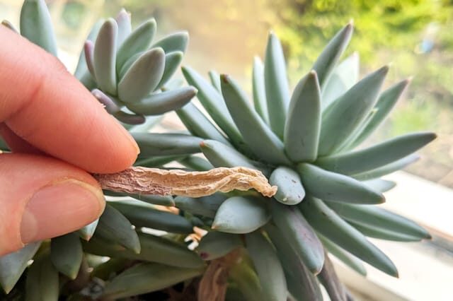 echeveria pruning dead leaves tweezers