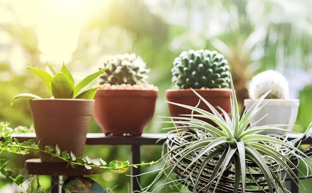echeveria balcony ventilation stone mulch