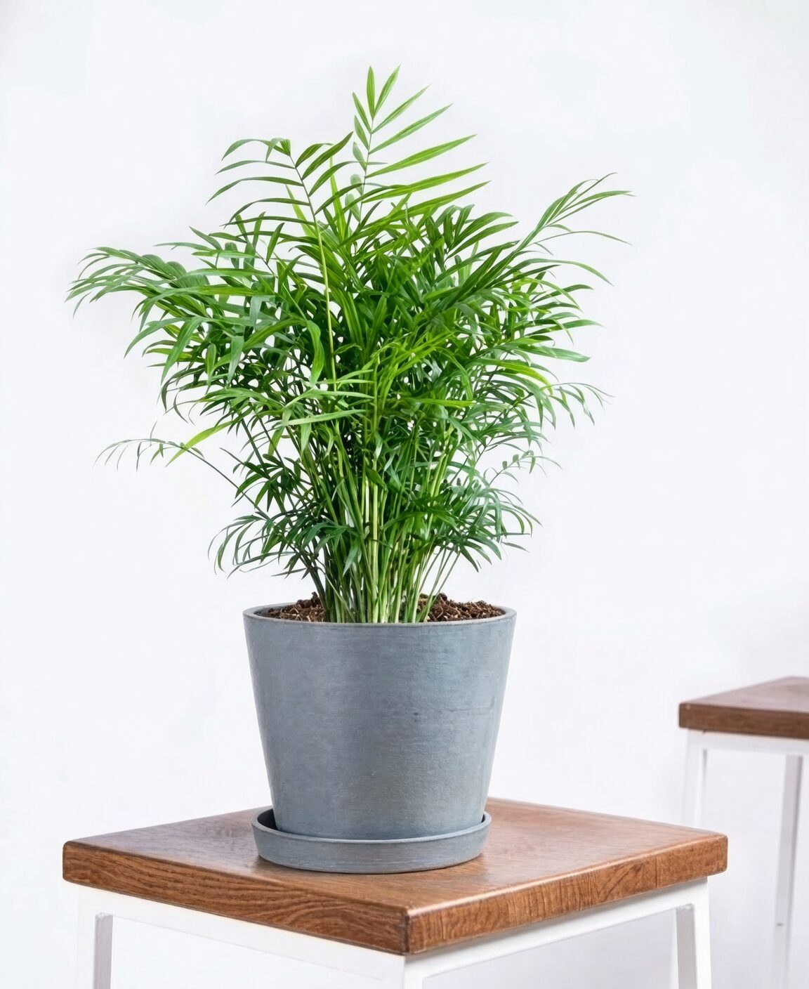 parlor palm watering pot edge
