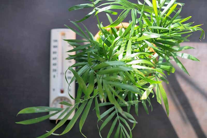 parlor palm indoor thermometer winter