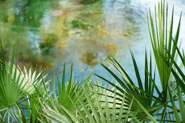parlor palm hydroponic glass jar roots