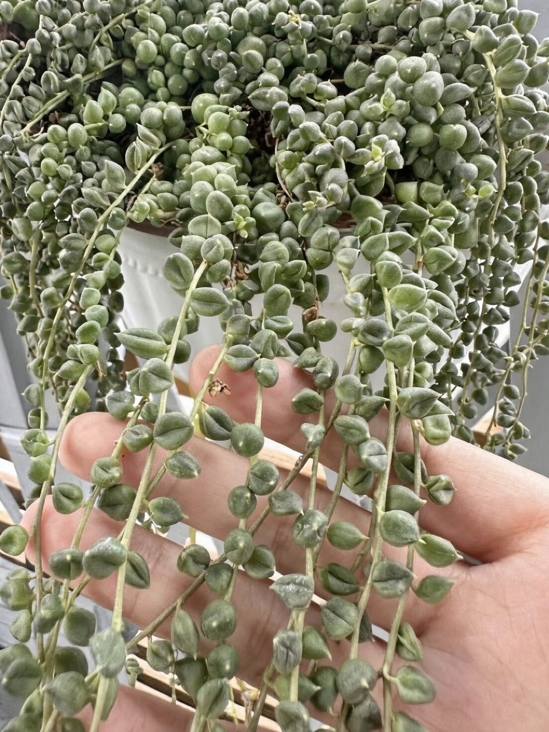 string of pearls wrinkled beads close-up