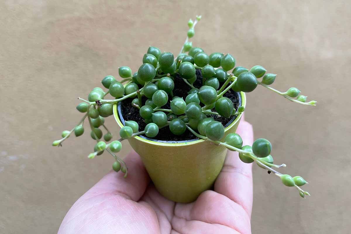 string of pearls bottom watering tray